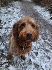 Arabelle Harding-Buck