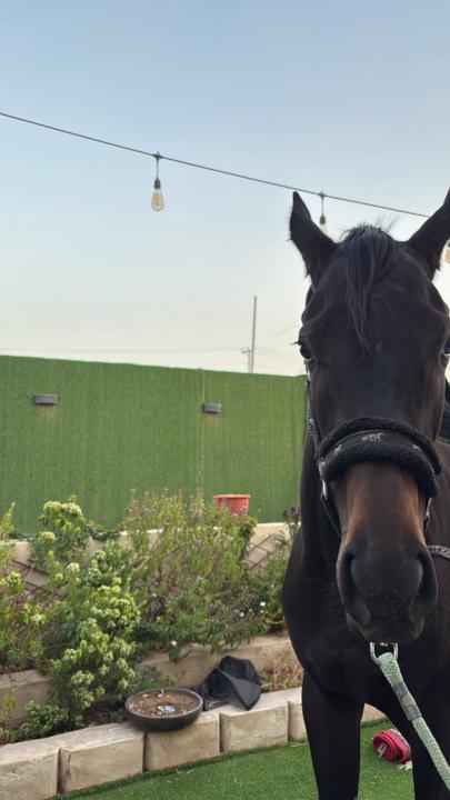 هاني الجاجه