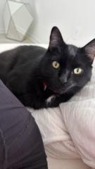 Fernanda Cristina Teixeira Soares Secafim