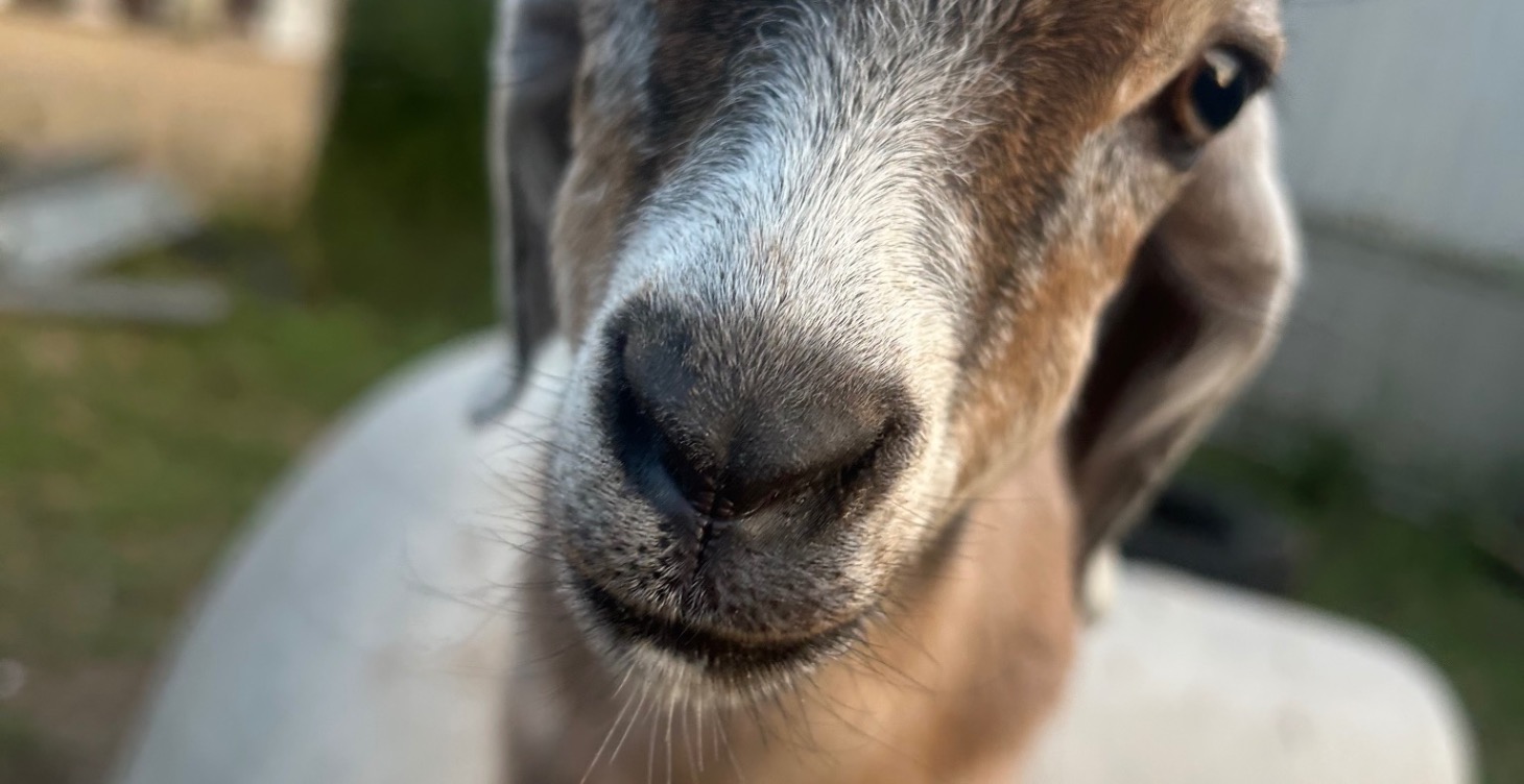 Baby goat learning balance ( bottle babies)