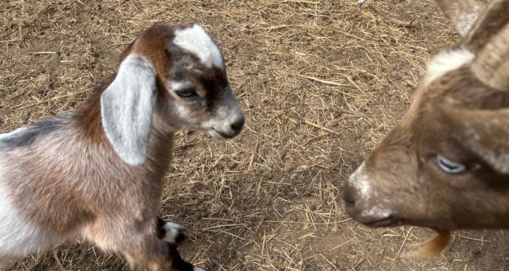 Mill Creek Mountain Rescue/Art