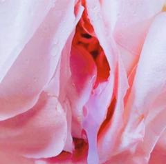 Pink Yoni