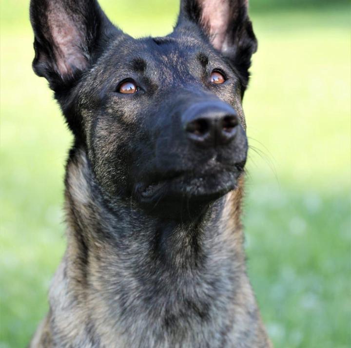 Share your dog!