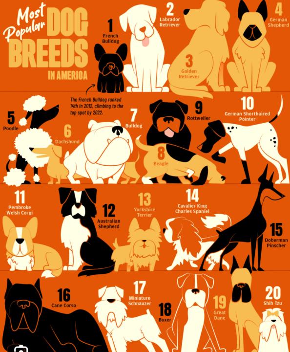 Do you have a favourite breed of dog?   