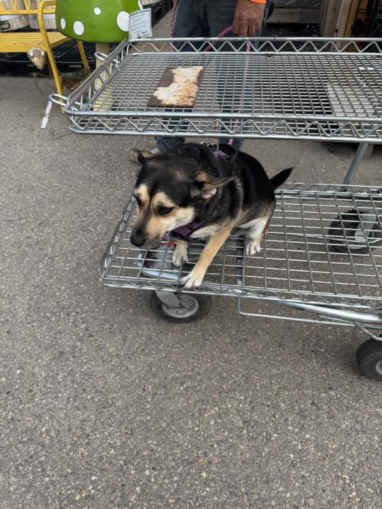 Rosie with us at the Garden Center today 😎