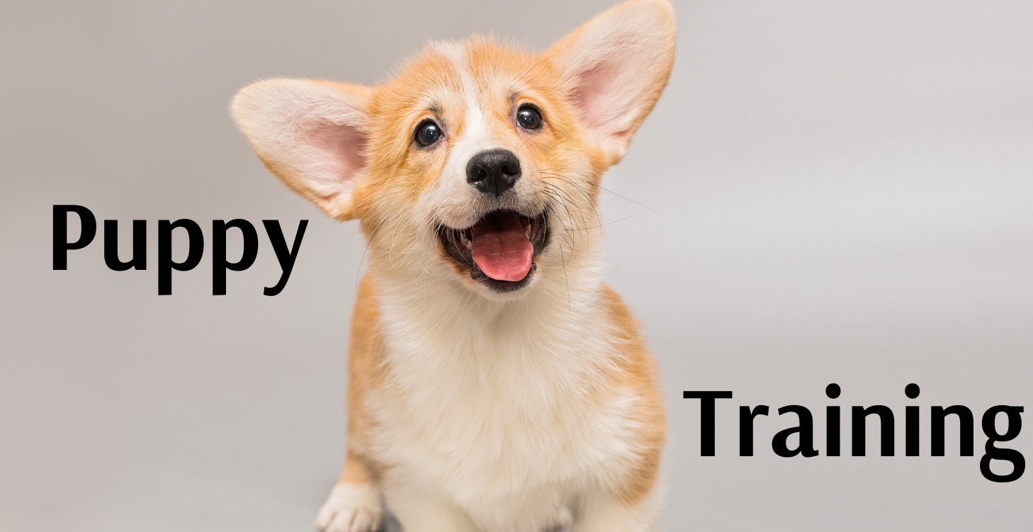 Puppy Mini Course Bonus