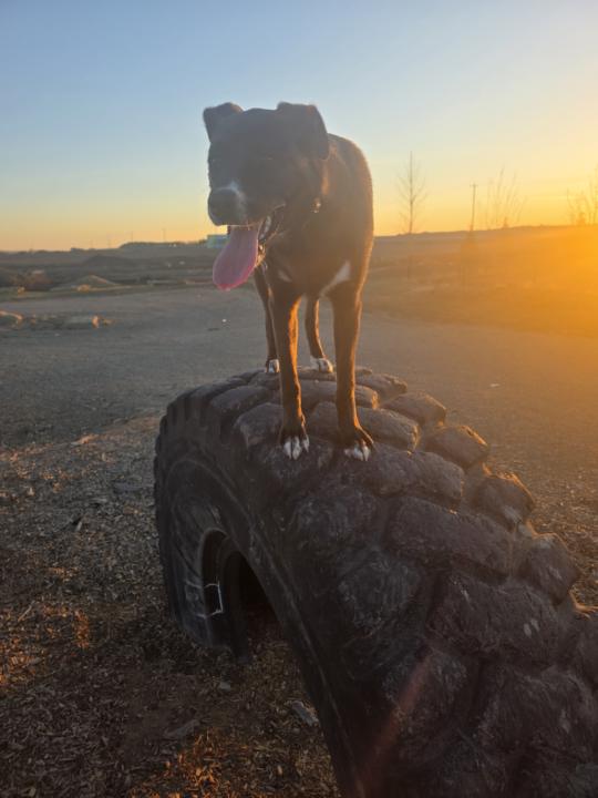 Nova 