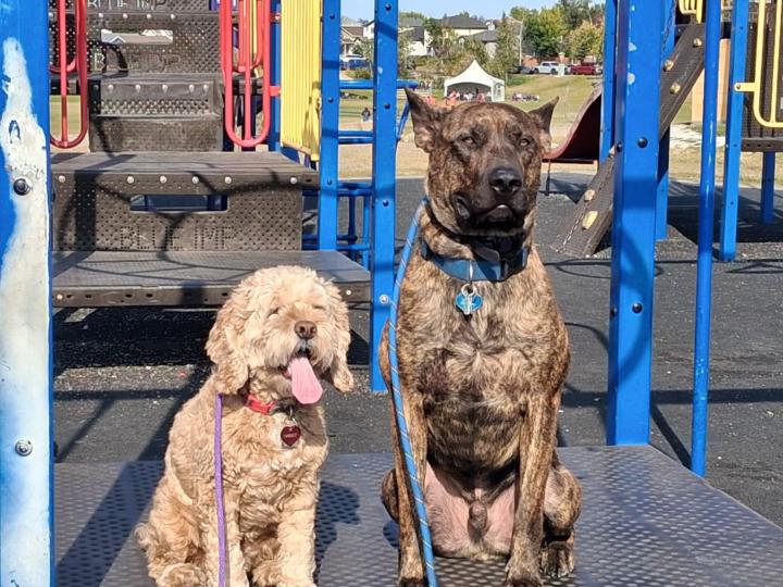 Tucker - playtime, recall, walking without leash and place