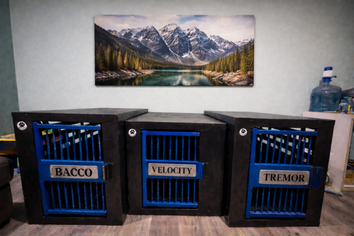   Building Neutrality, Clarity & Confidence in the Kennel