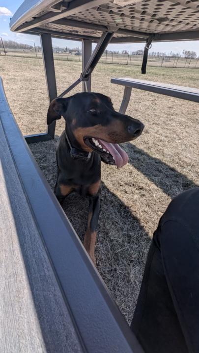 Off leash under practice 