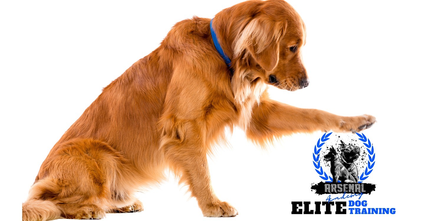 Do This Course Second - Pet Dog Training Theory