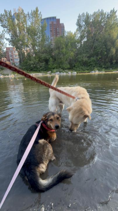 Mochi and Matcha 1 month update 