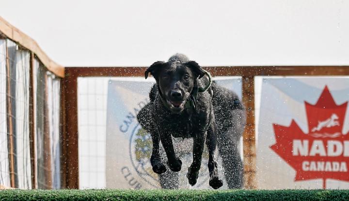 Building Bulletproof Recall – On and Off Leash