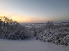 Ioannis Dermitzakis