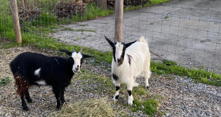 Farm Life