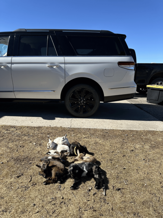 Baby Goats Changed Everything For Us