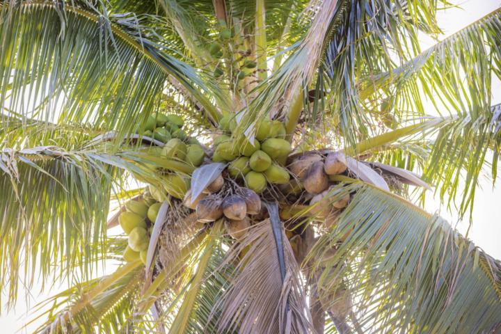 Coco did you knowknow #1