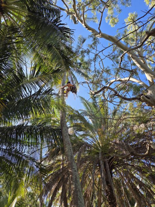 How do you get to the Cocos? 🤔🐒🥥