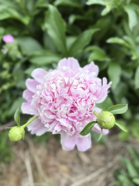 My final two peonies bushes are blooming