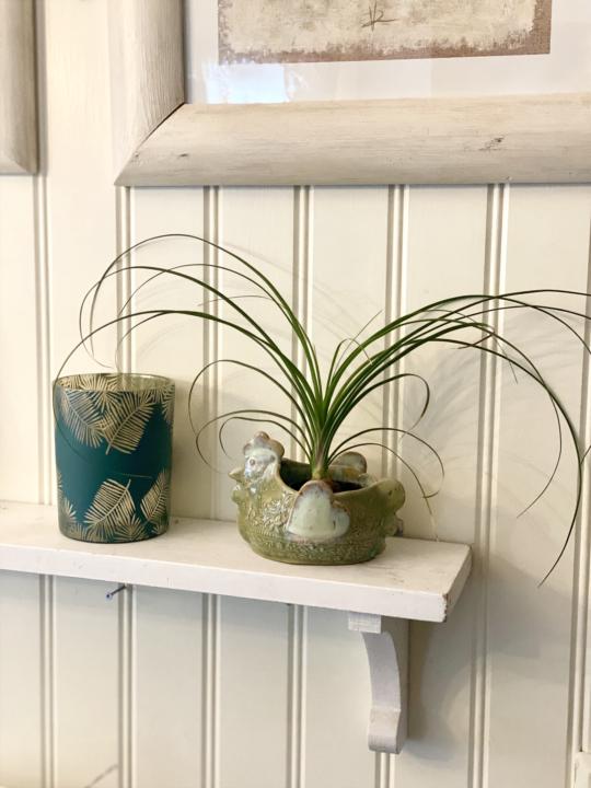 Chicken month ahead! 🐣 🌱🐓 