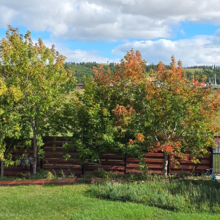 Narangerel Jambaldorj