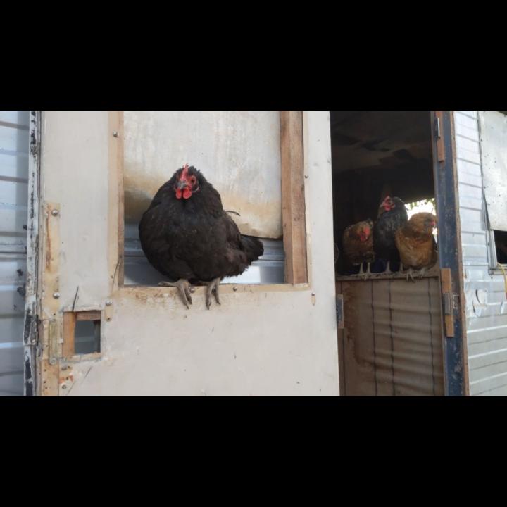 Ranch Helper