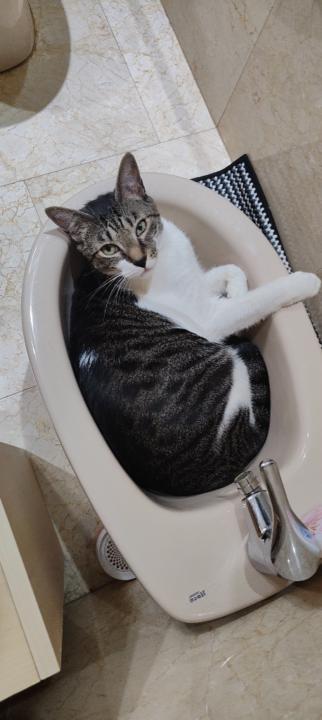 Joan sebastian Vega gonzalez