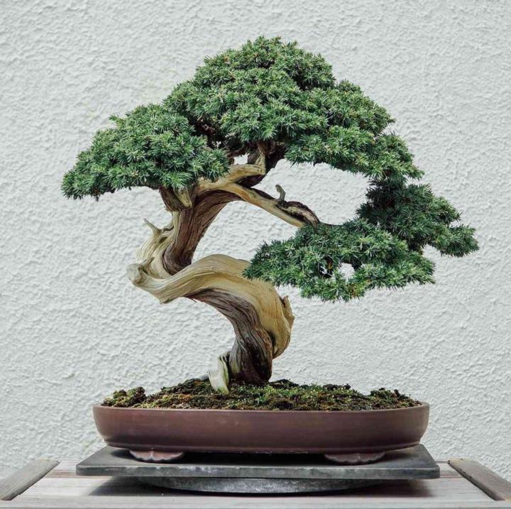 Vinh Le