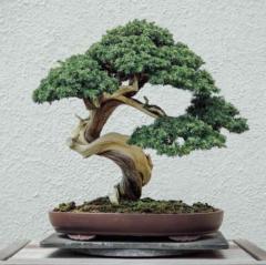 Vinh Le