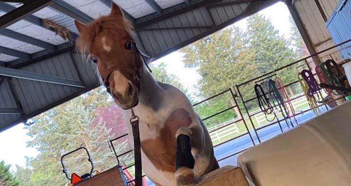B’s HORSE+OWNER TIPS &TRAINING