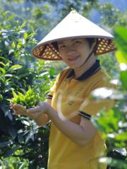 Camellia Huế Lê