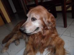 Amada Becerril