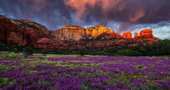 Feather Friends ~Winged Wisdom