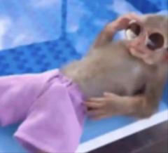 Petit Singe