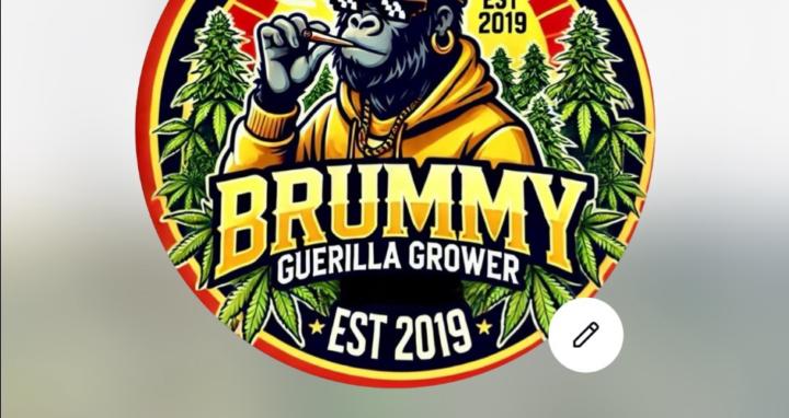 Outdoor canna cultivation