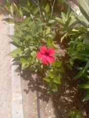 Maria luz Castaño romo