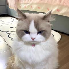 Umi P