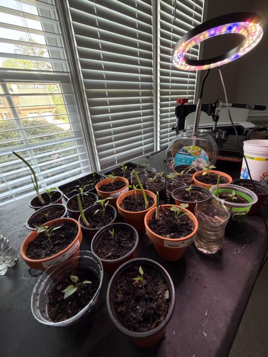 Gardening inside 