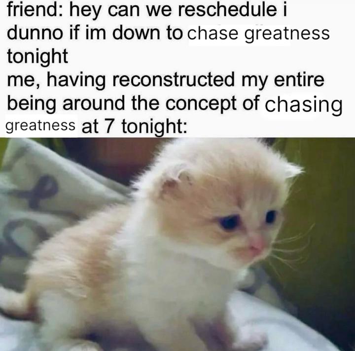 Oxidus Cat