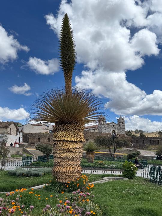 Melanio Ochoa cardenas