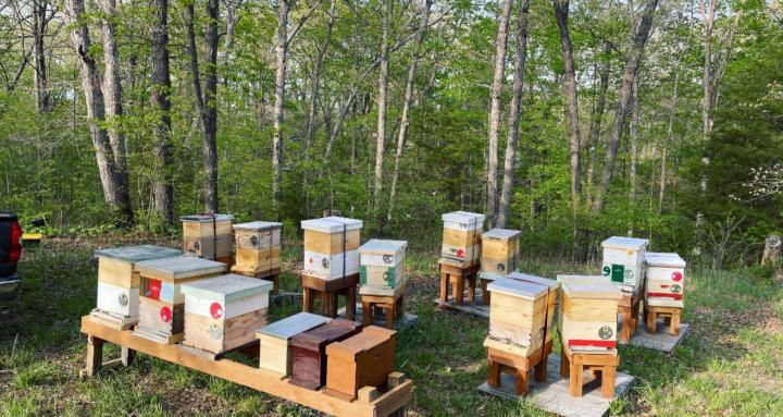 Beekeeping for beginners