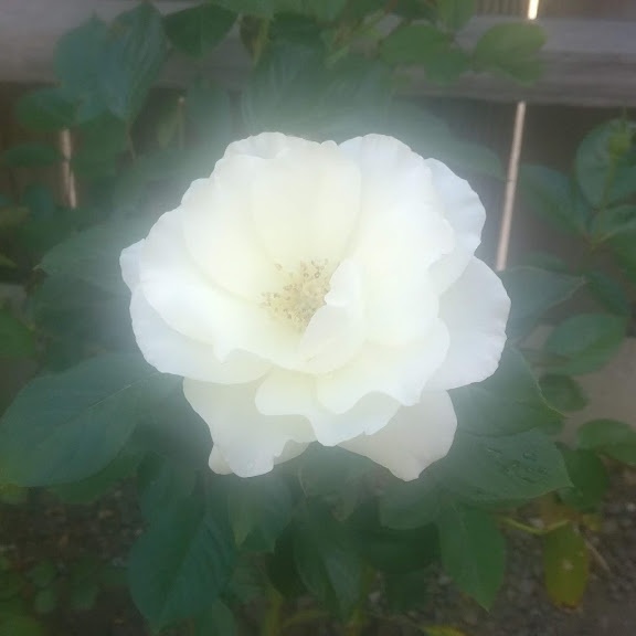 Banu Priya Rajasekaran