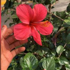 Amina Mohammed Abba-kura