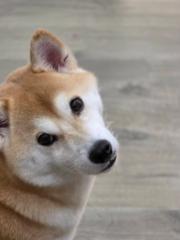朱 佳盈