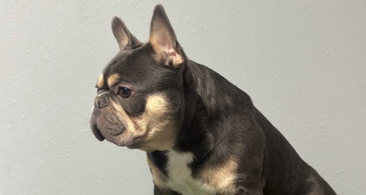 At-Home Dog Grooming