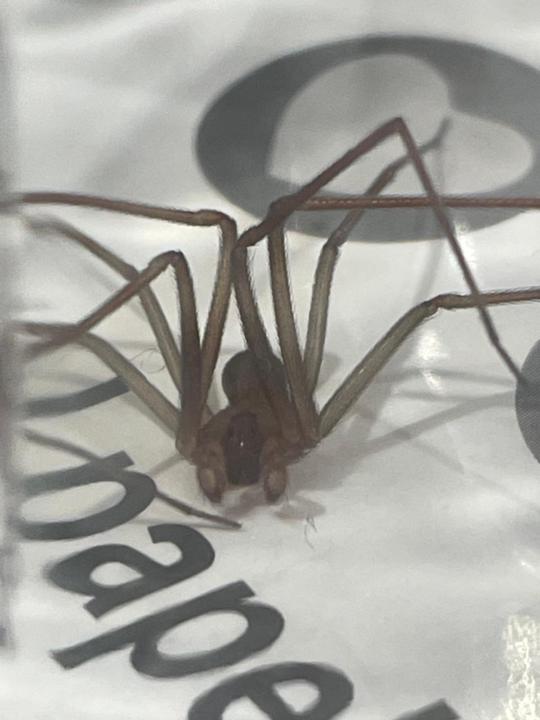Spider of the story 