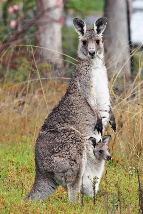 Animal