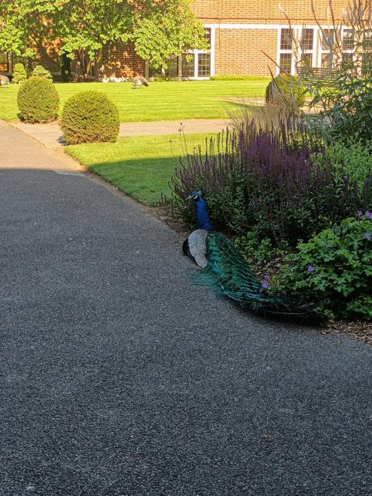 Peacocks are pests?