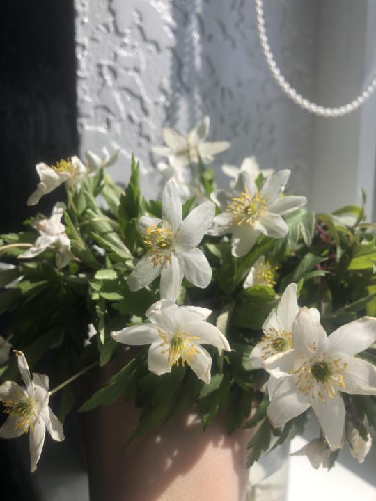 Anemones (I wish it was lavender)