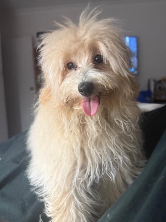 Carmen Allen The Wedding Sewer